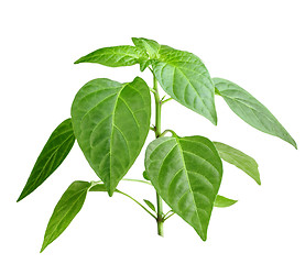 Image showing Branch of pepper