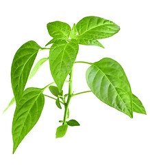 Image showing Branch of pepper