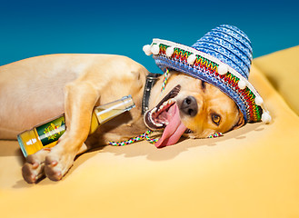 Image showing drunk mexican dog