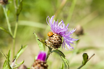 Image showing thistle, egret