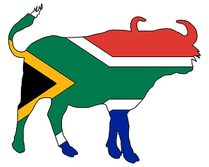 Image showing South Africa buffalo 