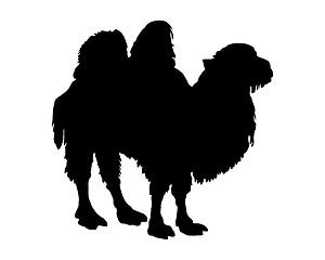 Image showing The black silhouette of a bactrian camel on white