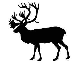 Image showing The black silhouette of a caribou on white