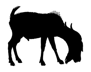 Image showing The black silhouette of a billy goat on white 