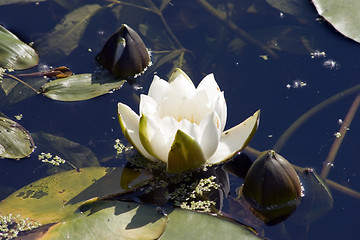 Image showing Water lily