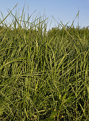 Image showing Tall wheatgrass (Agropyron, elongatum)