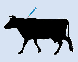 Image showing Cow gets an inoculation against blue tongue disease