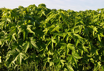 Image showing Virginia Mallow