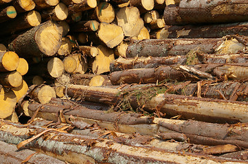 Image showing Log piles