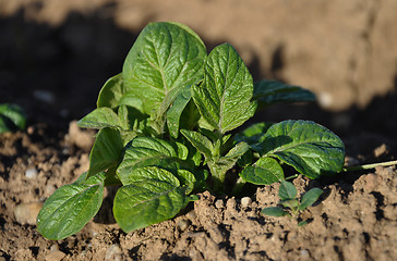 Image showing Potato plant