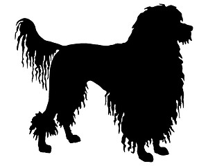 Image showing The black silhouette of a Portuguese Water Dog