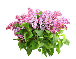 Image showing Bouquet of purple lilac on white