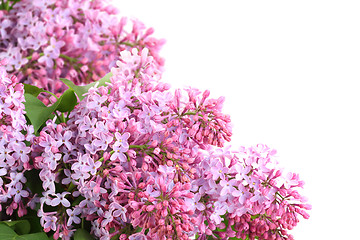 Image showing Bouquet of purple lilac on white