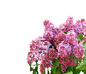 Image showing Bouquet of purple lilac on white