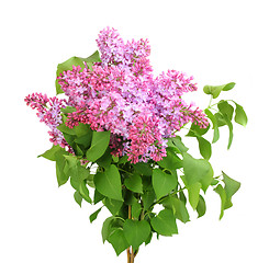 Image showing Bouquet of purple lilac on white