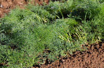 Image showing fresh dill in village garden 