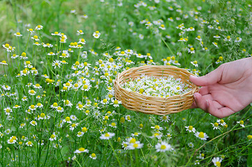 Image showing hand hold basket with chamomile on nature grass