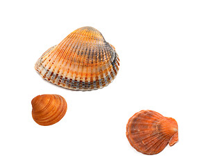 Image showing Seashells on white background