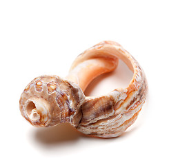 Image showing Broken rapana shell on white background