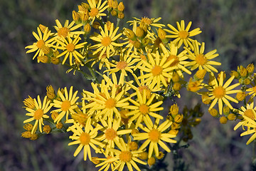 Image showing Yellow flowers