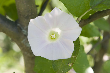 Image showing bindweed