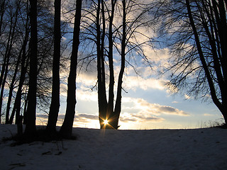 Image showing Trees on evening sky background with sun