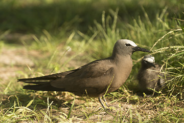 Image showing Black noddy with chick