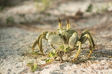 Image showing horned ghost crab 