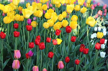 Image showing Beautiful colorful tulips