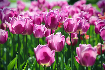 Image showing Beautiful bright tulips