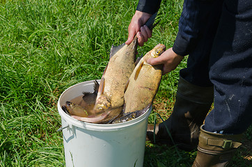 Image showing man hand holds shiny bream of  bucket full of fish 