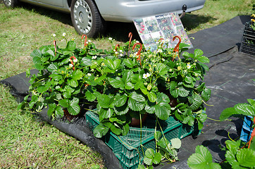 Image showing strawberry seedling plants in pots sold in market 