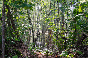 Image showing view through tree branches in forest flooded water 