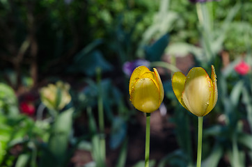 Image showing dew drops on pair yellow tulip flower buds bloom 