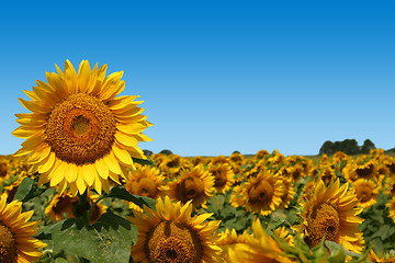 Image showing Field of Sunflowers