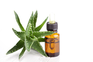 Image showing aloe vera essential oil