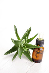 Image showing aloe vera essential oil