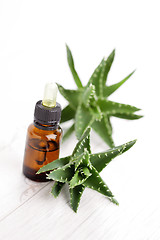 Image showing aloe vera essential oil