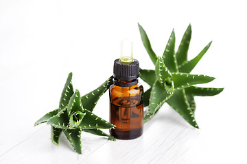 Image showing aloe vera essential oil