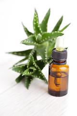 Image showing aloe vera essential oil