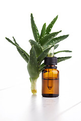 Image showing aloe vera essential oil