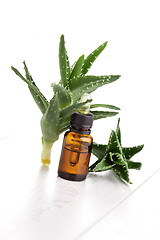 Image showing aloe vera essential oil