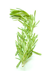 Image showing Rosemary