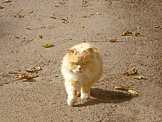 Image showing City cat outdoors