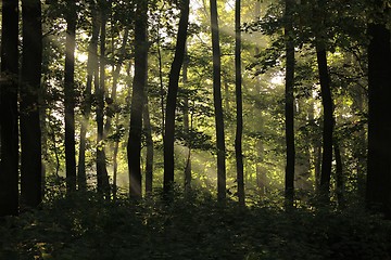 Image showing Forest