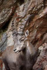 Image showing Alpine Ibex