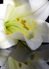 Image showing Close up lily