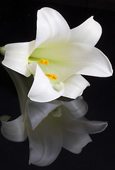 Image showing Close up lily