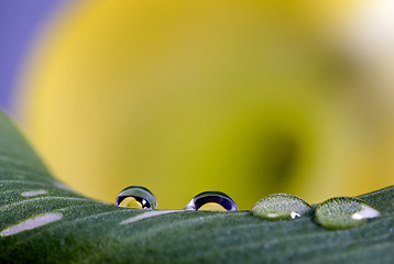 Image showing Close up lily water drop