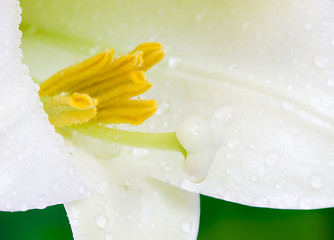 Image showing Close up lily